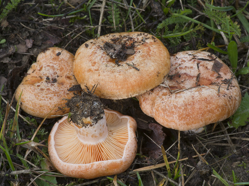 Lactarius deliciosus